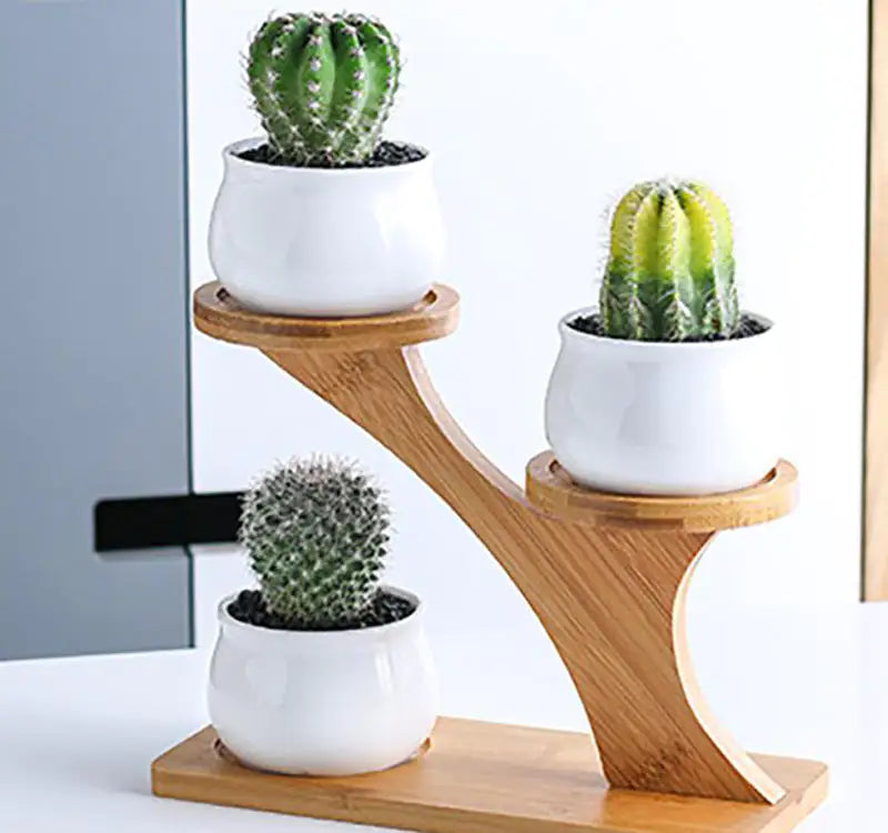 Ekko Maison Succulent Pots & Bamboo Shelf