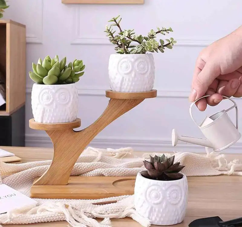 Ekko Maison Succulent Pots & Bamboo Shelf