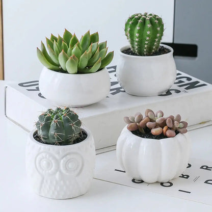 Ekko Maison Succulent Pots & Bamboo Shelf