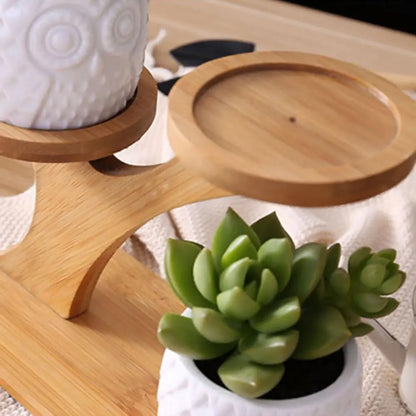 Ekko Maison Succulent Pots & Bamboo Shelf