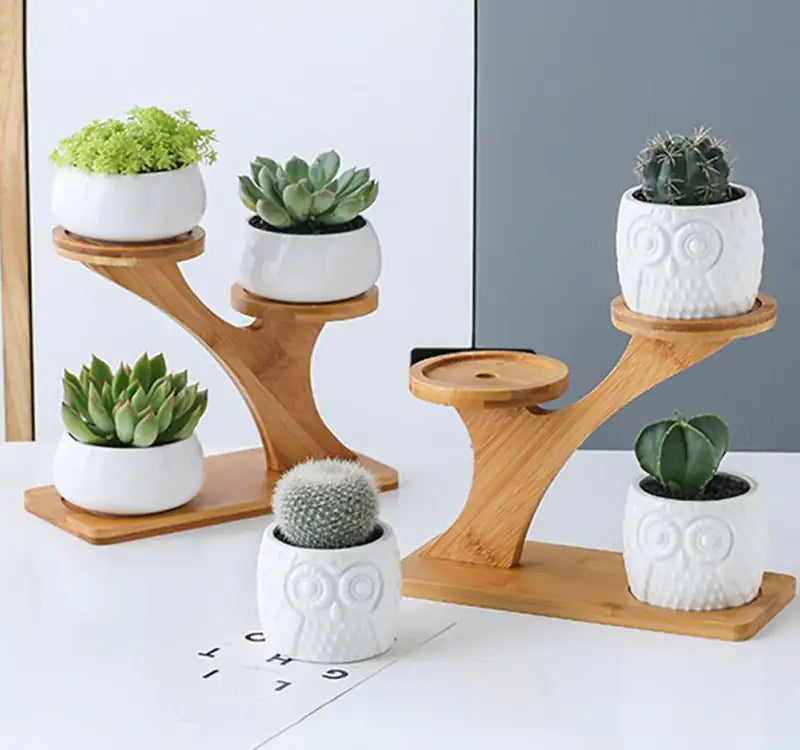 Ekko Maison Succulent Pots & Bamboo Shelf