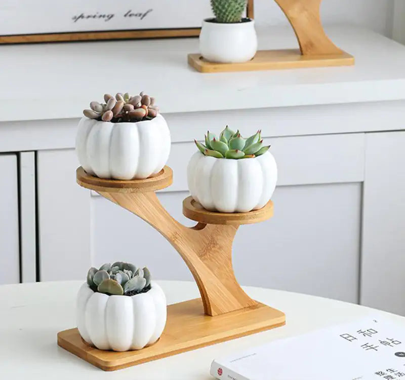 Ekko Maison Succulent Pots & Bamboo Shelf