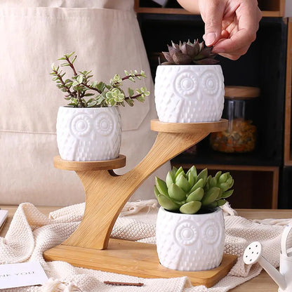 Ekko Maison Succulent Pots & Bamboo Shelf