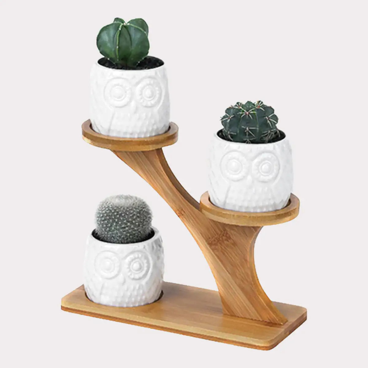 Ekko Maison Succulent Pots & Bamboo Shelf