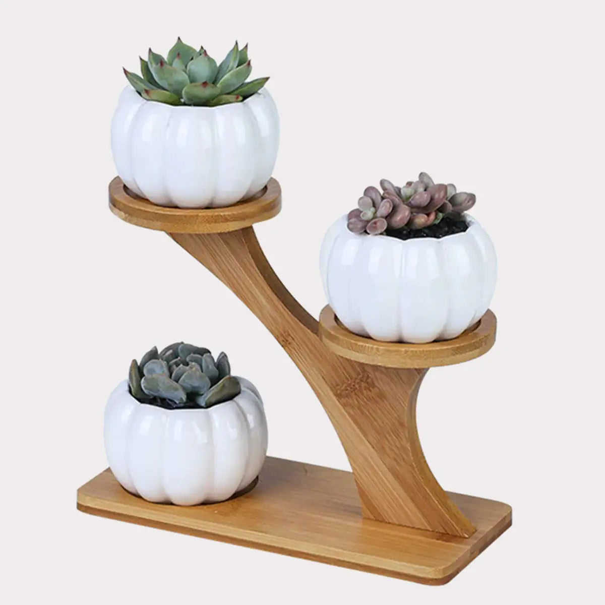 Ekko Maison Succulent Pots & Bamboo Shelf